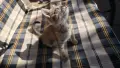 Подарява се малко мъжко коте. , снимка 8