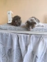 Подарявам две малки котенца , снимка 5