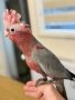 Ръчно хранено Розово Какаду, снимка 1