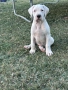 Дого Аржентино / Dogo argentino , снимка 1