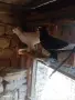 Продавам гълъби демкежи, снимка 1