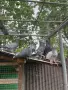 Пазарджишки гълъби, снимка 18