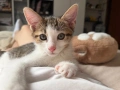 Котенца си търсят дом!, снимка 2