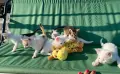 Подарявам котенца, снимка 2