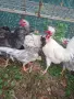Продавам млади и много красиви петли. , снимка 1