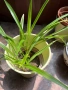 Зелена лилия (ribbon plant), снимка 2