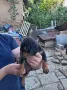 Свободни ловни кучета., снимка 4