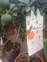 Дръвче мандарина, снимка 4