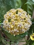 Hoya Хоя Coriacea Silver , снимка 1