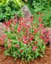 Салвия (Salvia greggii) 'Lipstick', снимка 3