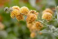🌼🌿🌼 Будлея 'Sungold' 🧡🌿🧡 Buddleja × weyeriana 'Sungold', снимка 3