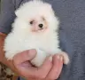 Кученца померан, снимка 3
