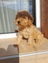 Продавам мини пуделче , снимка 2