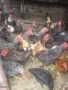 Продавам или разменям за ярки млади домашни петлета, снимка 3