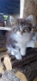 Котета на 3 месеца, снимка 4