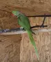 чифт голям Александър чифт, снимка 6