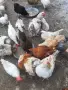 Красиви млади петлета, снимка 1