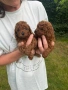 Пудел той/poodle toy, снимка 3