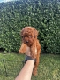 Мини пудели / Mini Poodles, снимка 1