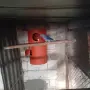 Свободен чивт Малък Александър виолети, снимка 4