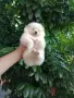 Бели момчета. Померани. , снимка 6