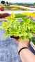 Османтус Гошики, Osmanthus heterophyllus Goshiki, снимка 4