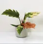 Philodendron Caramel Marble Variegata, снимка 1