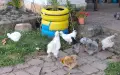  8 броя кокошки копринки, снимка 1