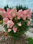 🌿🩷 Hydrangea paniculata 'Vanille Fraise' 🩷🌿🩷 Хортензия метличеста „Vanille Fraise“, снимка 2