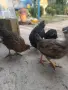 Продавам пилета на 2 месеца , снимка 1