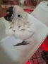 2 бр Какаду Алба за дохранване , снимка 1