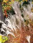 Мискантус Пурпурасценс, Miscanthus sinensis 'Purpurascens' студоустойчива, декоративна трева!!!, снимка 1
