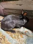 Продавам  женски  заек, снимка 2