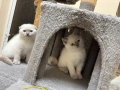 Шотландски късокосмести котенца, снимка 2