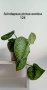 Сциндапсус Scindapsus pictus exotica, снимка 1