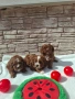 Кавапу / пудел той момчета, снимка 4