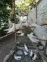 Продавам старазагорски бели гълъби , снимка 3