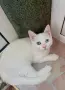 женска с различни очи, снимка 1