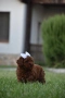 Той пудел Toy poodle, снимка 5