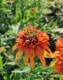 Echinacea ‘Marmalade’ (Ехинацея ‘Мармалад’), снимка 2