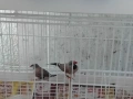 2 br .majki ostroopashati moje I barter za jenska, снимка 4
