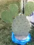Студоустойчив кактус, снимка 3