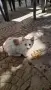 Добри котета,търсят дом.София, снимка 8