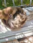 🐾 Чистокръвни котенца Scottish Fold / Scottish Straight – Golden & Silver 🐾, снимка 12