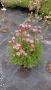 Саксифрага 2 цвята , снимка 1