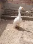 Качулата чешка гъска, снимка 1