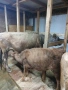 Крави жарсета, снимка 3