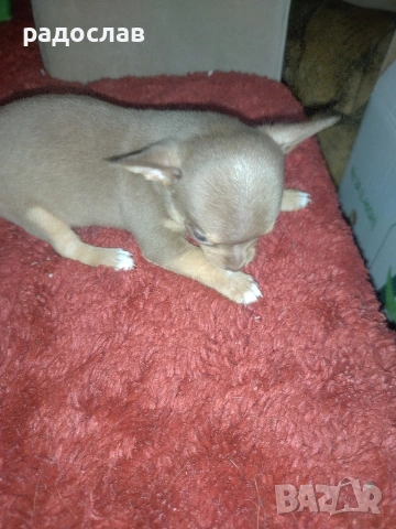 малки кутрета пинчер чихуахуа , снимка 11 - Чихуахуа - 54281247