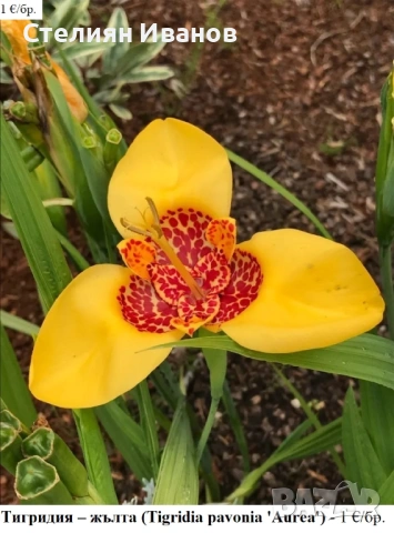 Тигридия – жълта (Tigridia pavonia ‘Aurea’) - луковици