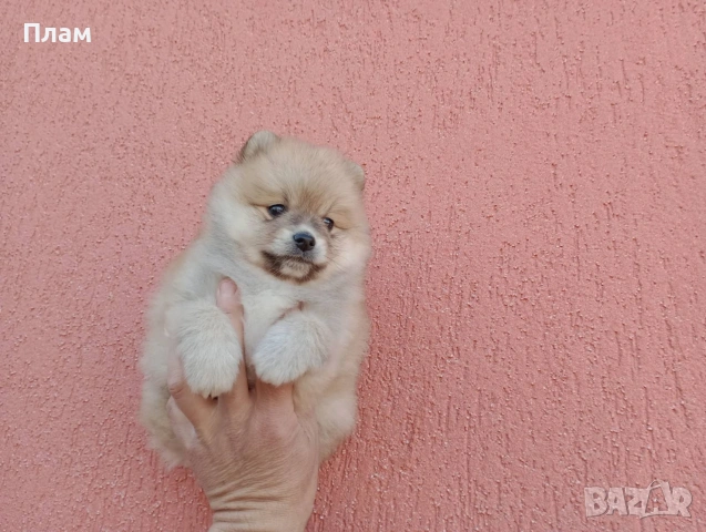 Померани.Реални снимки ! Мъжки и женски., снимка 9 - Померан - 54038182